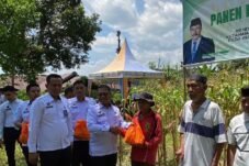 7 Sorotan Terkait Panen Raya Jagung Rutan Sinjai bersama Kanwil Ditjenpas Sulsel