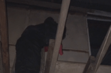 Damkar Sinjai Evakuasi Sarang Tawon Vespa di Rumah Warga