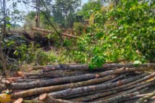 Hutan Mangrove 3,4 Hektare Dibabat, Abrasi Pantai Kian Parah, Kejaksaan Bengkalis Kecolongan Hingga BPK Disinyalir Terima Suap!