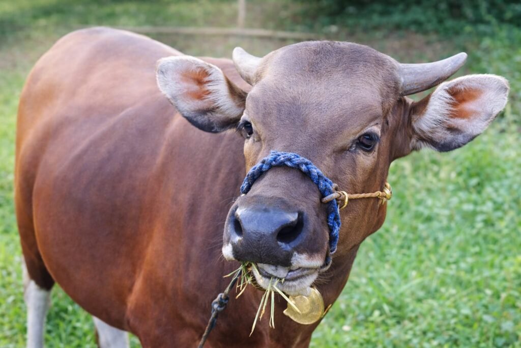Anggota DPRD Sinjai Dengar Keresahan Warga Mannanti, Kehilangan Sapi Jantan Seharga Rp15,5 Juta