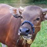 Anggota DPRD Sinjai Dengar Keresahan Warga Mannanti, Kehilangan Sapi Jantan Seharga Rp15,5 Juta