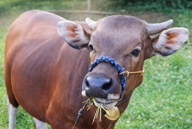 Anggota DPRD Sinjai Dengar Keresahan Warga Mannanti, Kehilangan Sapi Jantan Seharga Rp15,5 Juta