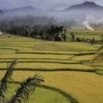 Desa: Pengertian, Ciri, Fungsi, dan Daftar Wilayah di Sinjai Selatan