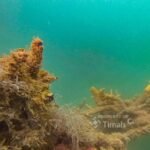 PT TIMAH Jalankan Program Lingkungan Berkelanjutan di Karimun untuk Ekosistem