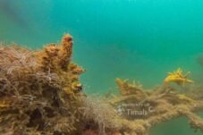 PT TIMAH Jalankan Program Lingkungan Berkelanjutan di Karimun untuk Ekosistem