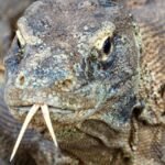 Hari Ini Bikin Geger, Ekspor Komodo Jaringan Thailand Dicokok Polisi