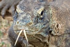 Hari Ini Bikin Geger, Ekspor Komodo Jaringan Thailand Dicokok Polisi