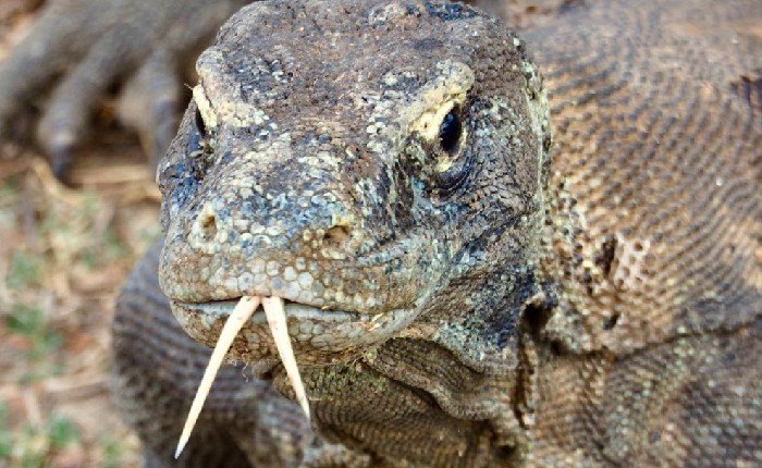 Hari Ini Bikin Geger, Ekspor Komodo Jaringan Thailand Dicokok Polisi