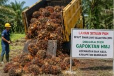PT Agrinas Terima Sawit Gapoktan HMJ dari Kebun Eks PT SSS