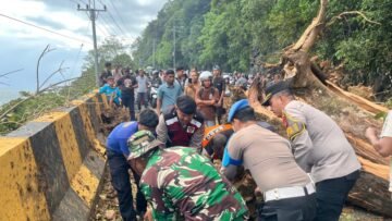 Foto: Evakuasi pohon tumbang di Jalan Nasional Tapaktuan–Blangpidie.