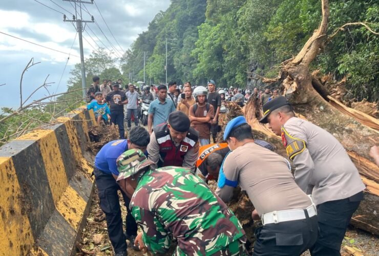 Foto: Evakuasi pohon tumbang di Jalan Nasional Tapaktuan–Blangpidie.