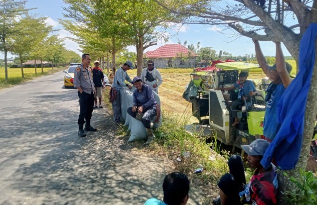 Kapolsek Sinjai Timur Kawal Panen, Cegah Pencurian Gabah