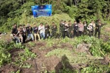 BNN Musnahkan Ganja 12 Hektare di Provinsi Aceh