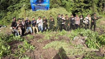 BNN Musnahkan Ganja 12 Hektare di Provinsi Aceh