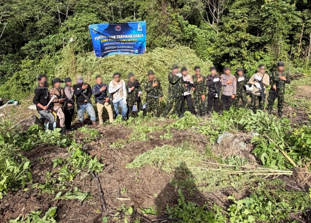 BNN Musnahkan Ganja 12 Hektare di Provinsi Aceh