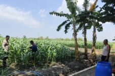 Personel Polsek Krembung merawat lahan jagung P2B di Desa Lemujut Sidoarjo.