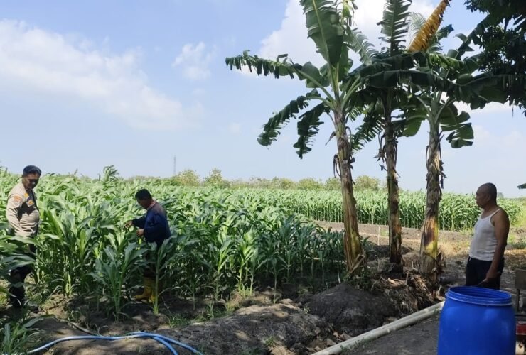 Personel Polsek Krembung merawat lahan jagung P2B di Desa Lemujut Sidoarjo.