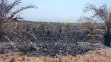 Karhutla Polman Capai 42,88 Hektar, Mendagri Minta Pencegahan Sampai Desa