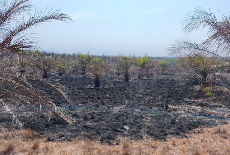 Karhutla Polman Capai 42,88 Hektar, Mendagri Minta Pencegahan Sampai Desa