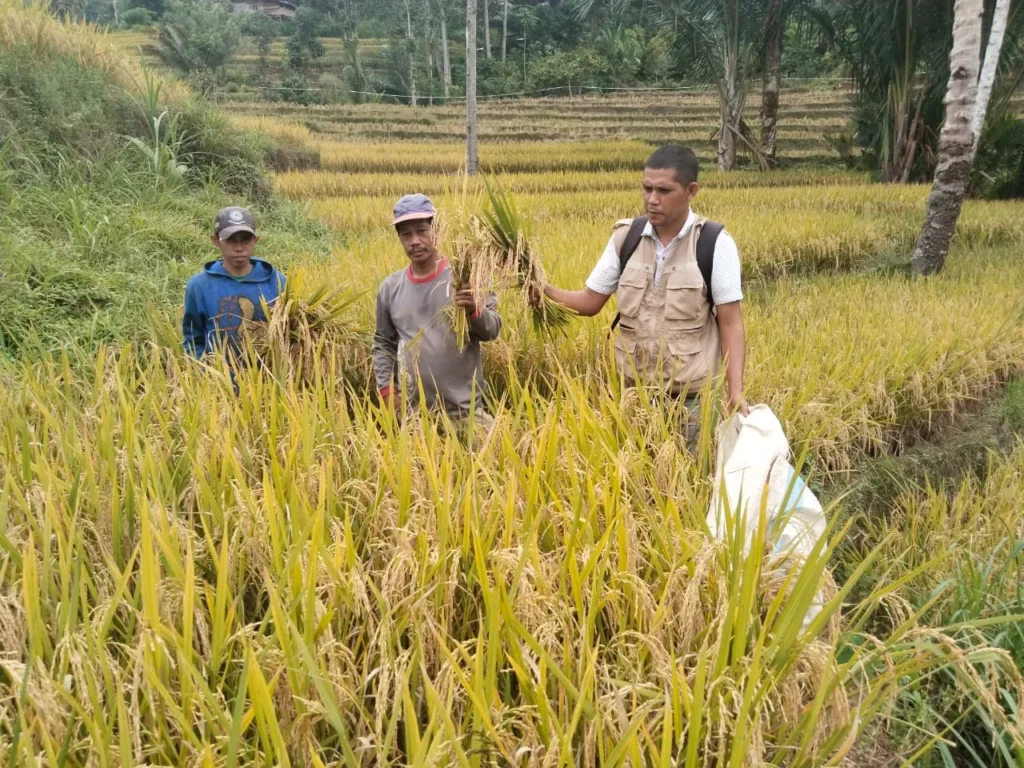 Penyuluh Pertanian Lapangan Heri.